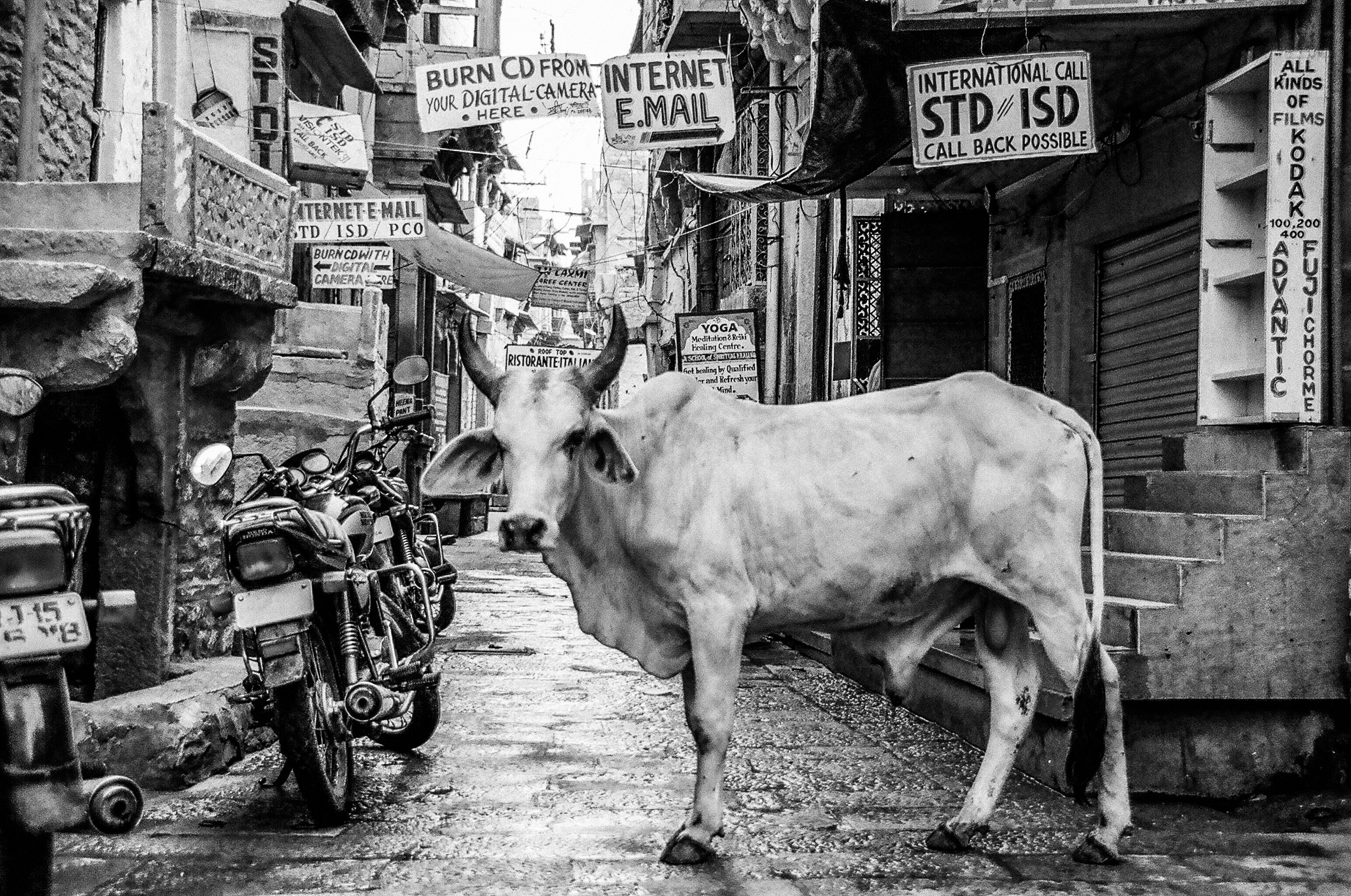 Bull standing in street full of signs